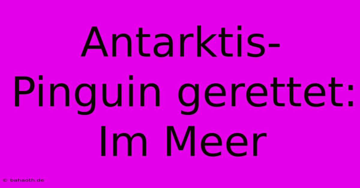 Antarktis-Pinguin Gerettet: Im Meer