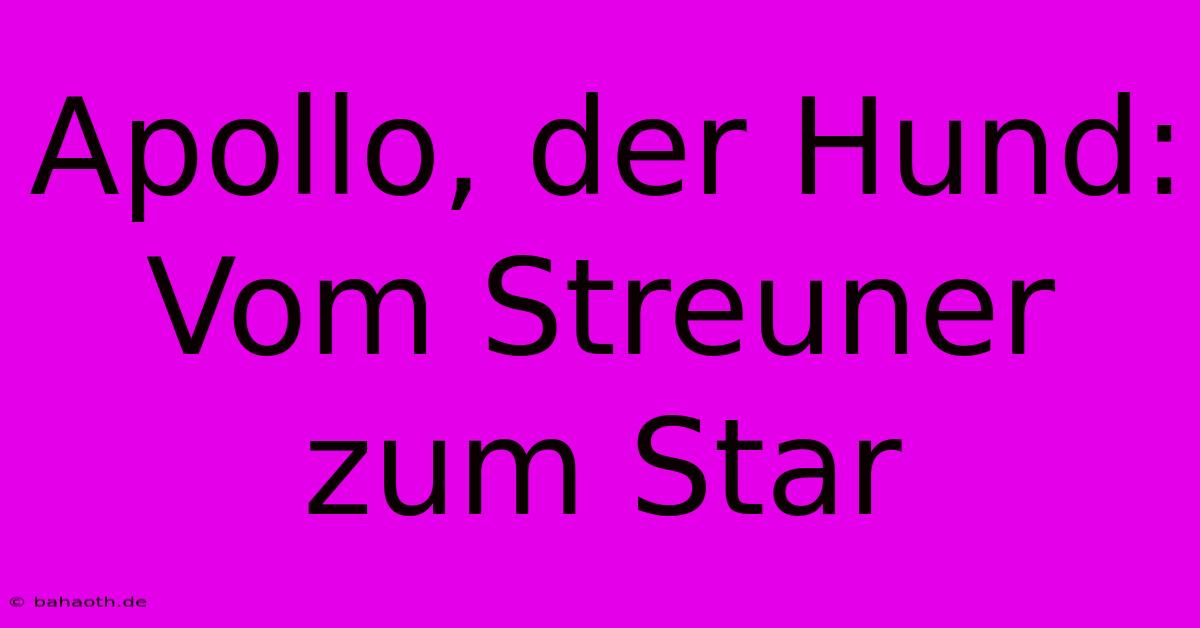 Apollo, Der Hund: Vom Streuner Zum Star