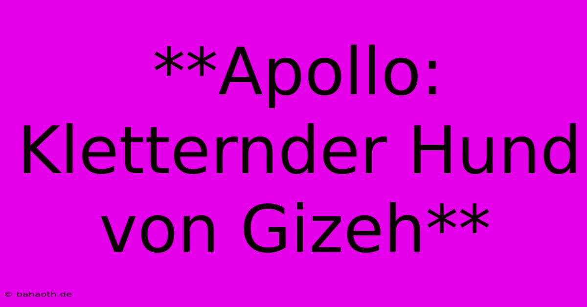 **Apollo: Kletternder Hund Von Gizeh**