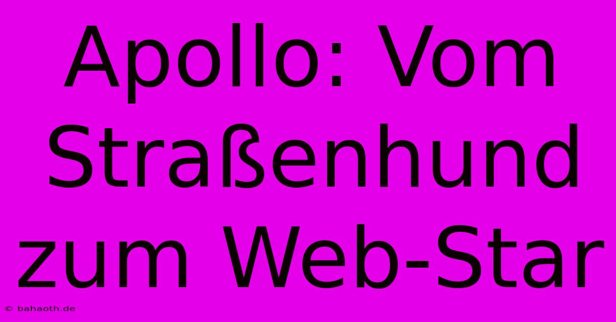 Apollo: Vom Straßenhund Zum Web-Star