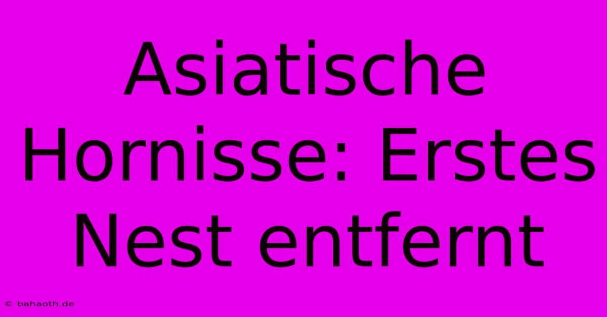 Asiatische Hornisse: Erstes Nest Entfernt