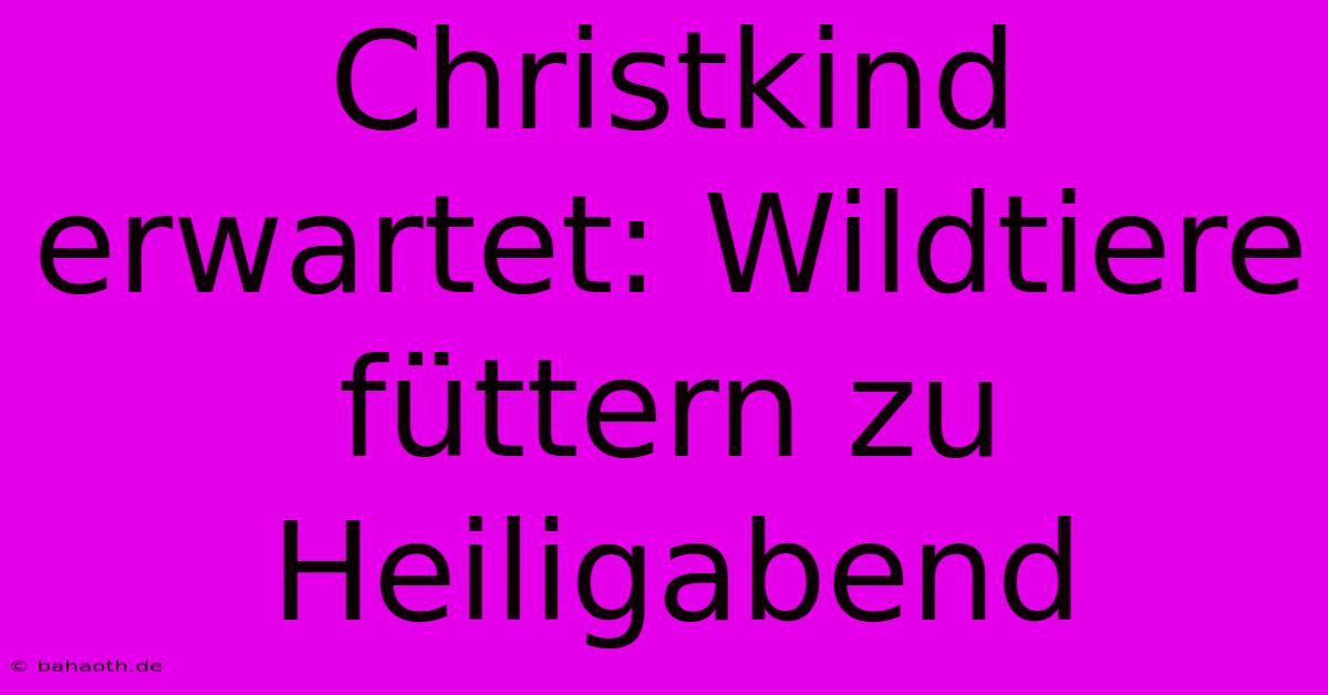 Christkind Erwartet: Wildtiere Füttern Zu Heiligabend