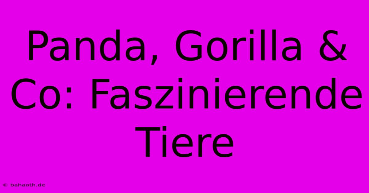 Panda, Gorilla & Co: Faszinierende Tiere