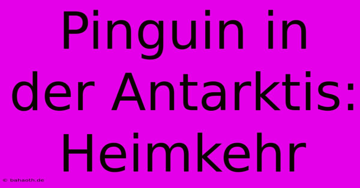 Pinguin In Der Antarktis: Heimkehr