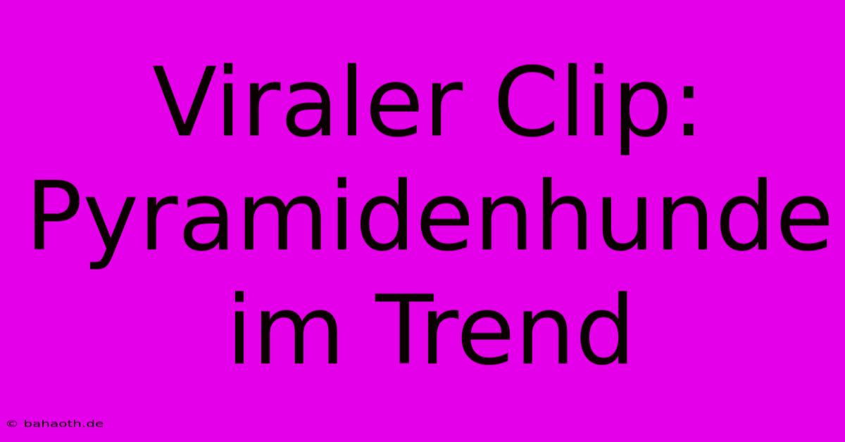 Viraler Clip: Pyramidenhunde Im Trend