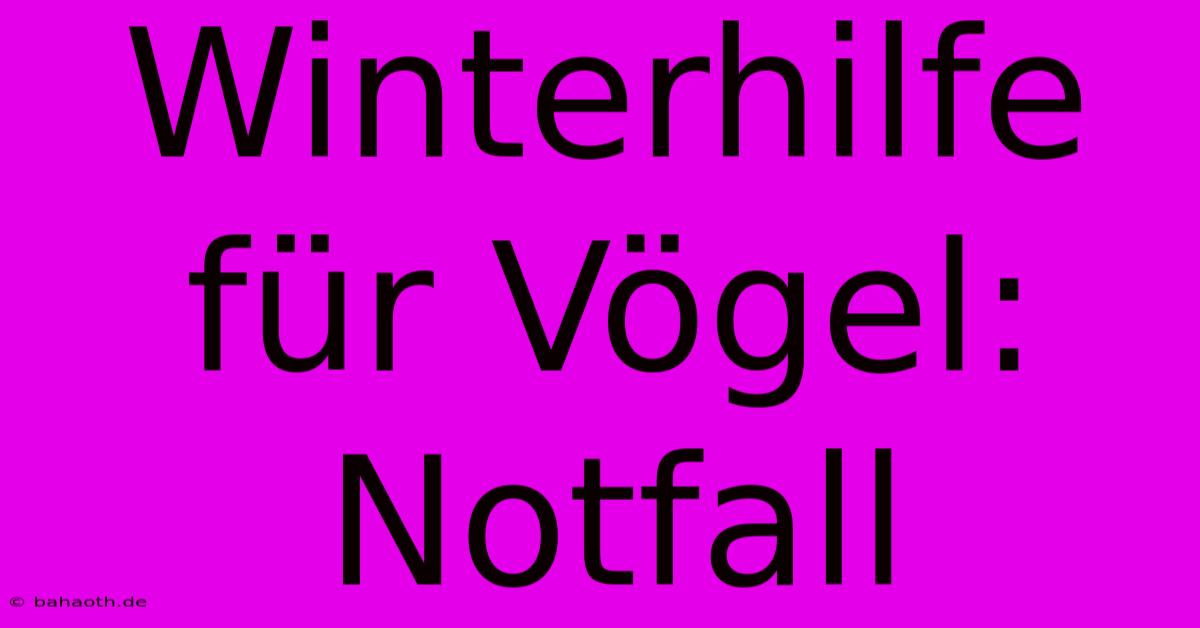 Winterhilfe Für Vögel:  Notfall